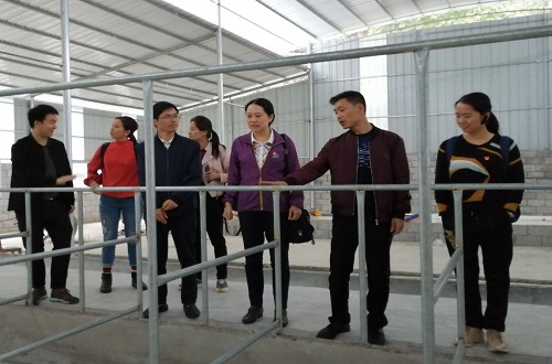 扶贫小组考察沙古屯村级牛场